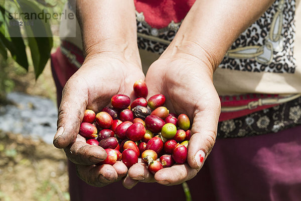 Frau halten Beerenobst Kaffee Indonesien
