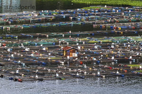 Fisch Pisces Bauernhof Hof Höfe See Indonesien