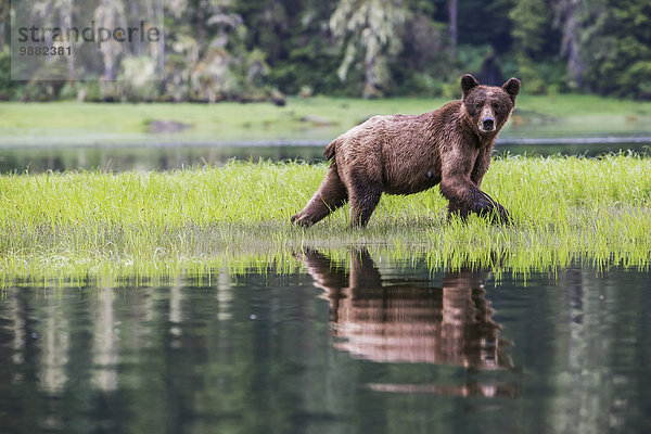 Bär Grizzlybär ursus horibilis Grizzly gehen Gras Heiligtum British Columbia