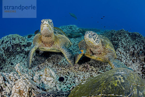 Wasserschildkröte Schildkröte Mittelgroße Menschengruppe Mittelgroße Menschengruppen Amerika geselliges Beisammensein Reinigung grün Verbindung Hawaii Haltestelle Haltepunkt Station