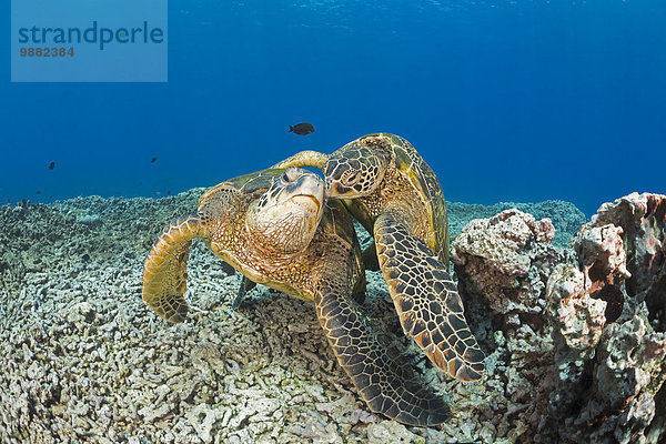 Wasserschildkröte Schildkröte Amerika grün Verbindung Hawaii Maui