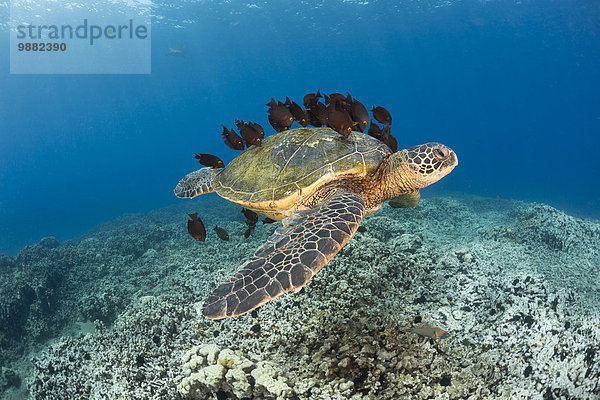 Wasserschildkröte Schildkröte Amerika Reinigung grün Verbindung Hawaii Maui Borstenzahndoktorfisch Fischschwarm