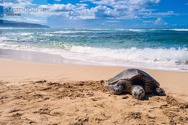 Wasserschildkröte Schildkröte Amerika Strand sonnenbaden sonnen grün Landschildkröte Verbindung 1 Hawaii hawaiianisch North Shore Oahu