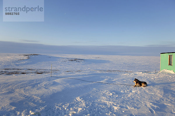 Außenaufnahme Hund Kabine Mitternacht Nunavut Schlitten