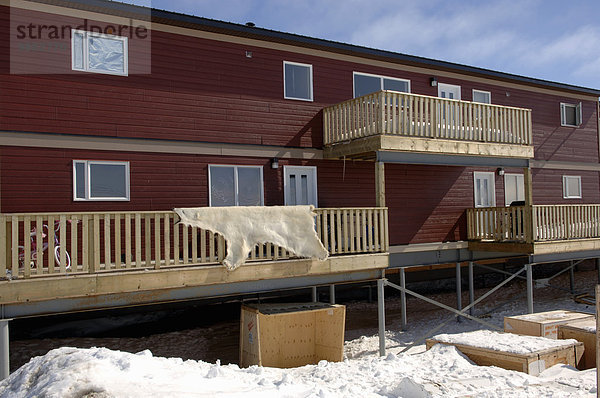 Eisbär Ursus maritimus Wohnhaus Geländer Nunavut