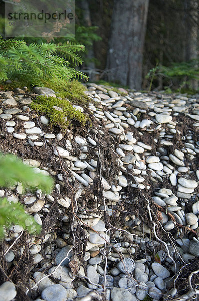 Felsbrocken Erde Erdreich Boden Baum See Kieselstein Wurzel Hecla-Grindstone Provincial Park Kanada Erosion voll Manitoba Winnipeg