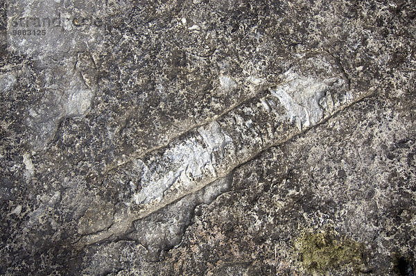 Wasserrand spiralförmig spiralig Spirale Spiralen spiralförmiges Gebäude rennen See innerhalb lang langes langer lange Schnecke Gastropoda Zeit Hecla-Grindstone Provincial Park Kanada Fossil Manitoba Winnipeg