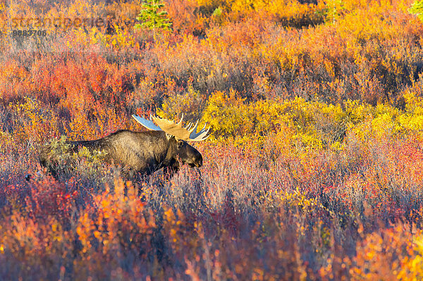 Bulle Stier Stiere Bullen Farbaufnahme Farbe Amerika Herbst Strauch Verbindung Elch Alces alces Denali Nationalpark Alaska