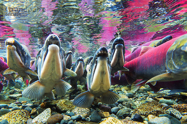 Amerika Unterwasseraufnahme unter Wasser Verbindung Lachs Paxson Alaska Rotlachs Oncorhynchus nerka Alaska