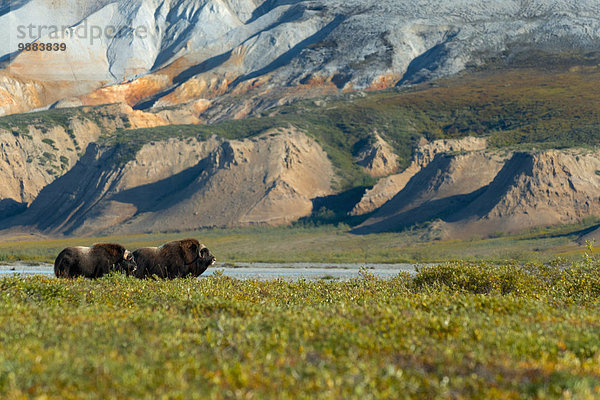 Amerika Fluss frontal Verbindung Moschusochse Ovibos moschatus Deadhorse Alaska hängen Bank Kreditinstitut Banken Bluff