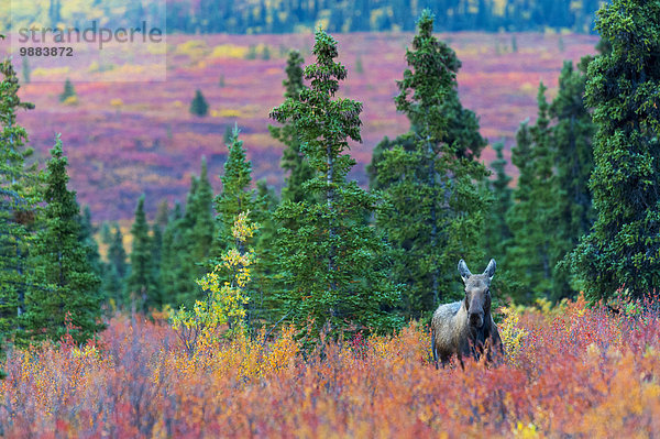 Hausrind Hausrinder Kuh Farbaufnahme Farbe Amerika Strauch Herbst Verbindung Elch Alces alces Denali Nationalpark Alaska Kuh