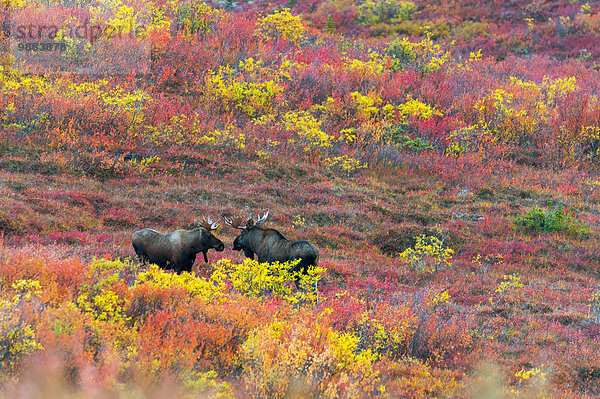 Hausrind Hausrinder Kuh Farbaufnahme Farbe Amerika Strauch Herbst Verbindung Elch Alces alces Denali Nationalpark Alaska