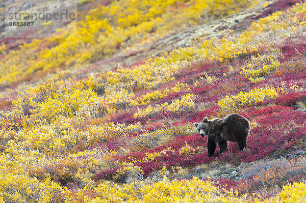 Grizzlybär ursus horibilis Grizzly Amerika Herbst Beerenobst Verbindung essen essend isst Denali Nationalpark Bär Alaska
