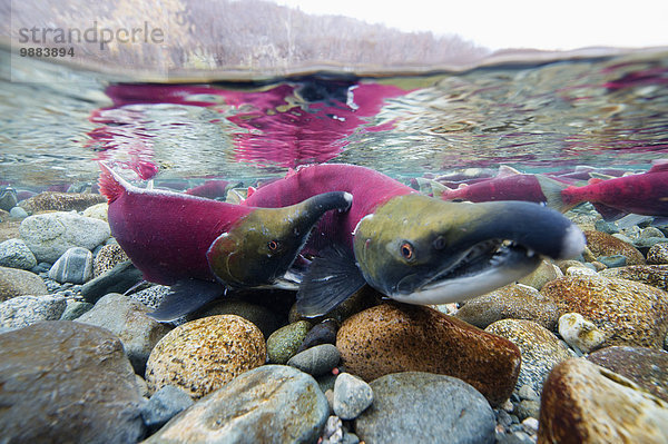 Wasser Amerika Kampf seicht rot Verbindung Lachs Paxson Alaska Alaska