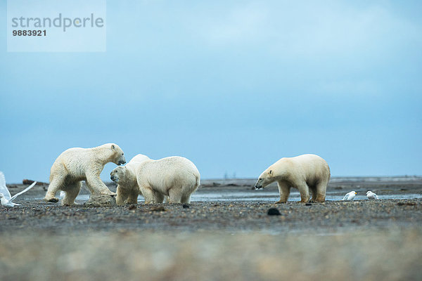 Amerika Kampf Lebensmittel Verbindung Kaktovik Alaska Eisbär Ursus maritimus