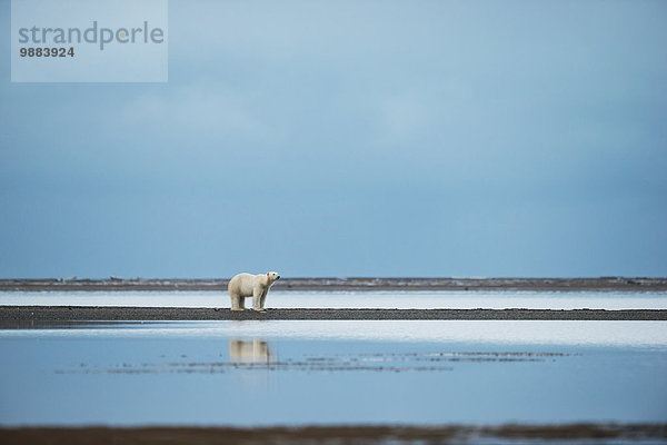 Eisbär Ursus maritimus stehend Wasser Amerika Ecke Ecken Spiegelung Verbindung Kaktovik Alaska Alaska