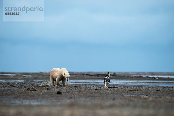 Eisbär Ursus maritimus Amerika gehen Hund frontal Verbindung Schlitten Kaktovik Alaska Alaska