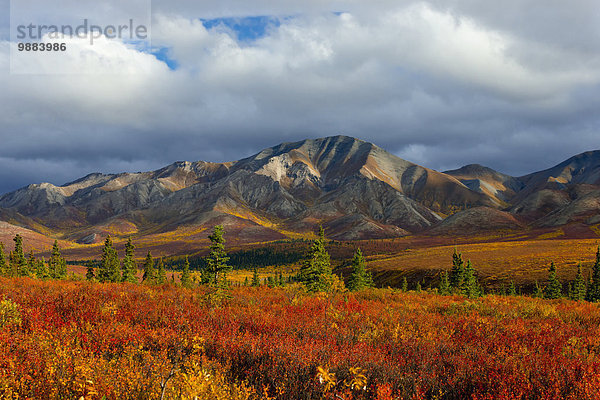 Farbaufnahme Farbe Berg Amerika Wolke Sturm Herbst Verbindung Denali Nationalpark Alaska Laub