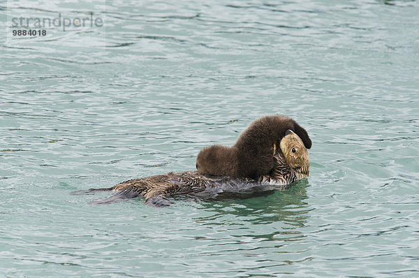 Otter Lutrinae Amerika Überprüfung Meer Verbindung Cordova Alaska Mutter - Mensch Baby