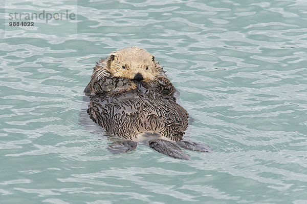 Otter Lutrinae Wasser Amerika Entspannung Meer Verbindung Cordova Alaska Alaska