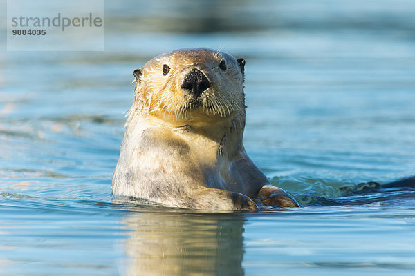 Otter Lutrinae sehen Amerika Meer Blick in die Kamera Verbindung Cordova Alaska Alaska