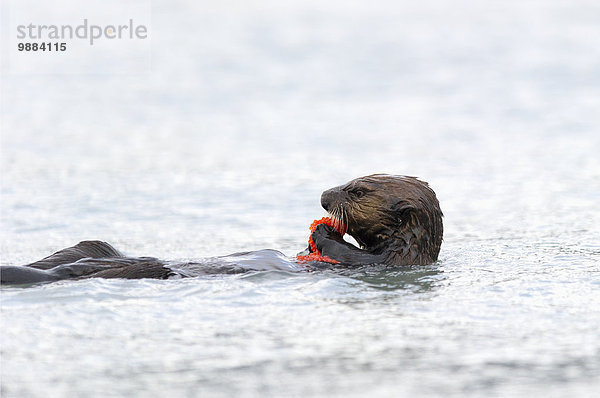 Otter Lutrinae Amerika Meer Verbindung Lachs essen essend isst Alaska Valdez