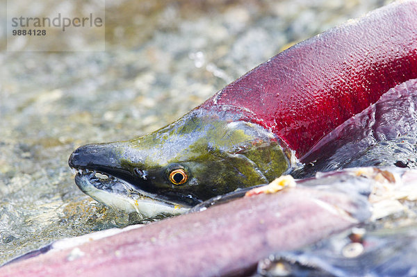hinter nahe Fisch Pisces Amerika rot Verbindung Lachs Paxson Alaska Alaska