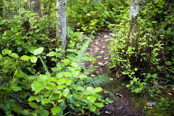 Weg Überfluss Garten British Columbia Kanada Laub