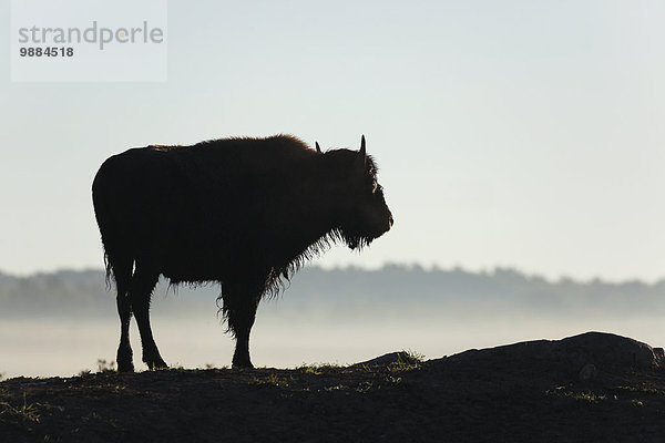 nahe Silhouette Heiligtum Bison Kanada Ontario Sault