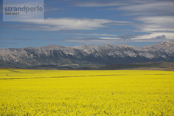 rollen Berg Wolke Blume Himmel Hügel Hintergrund Feld blau Pincher Creek Alberta Kanada Canola