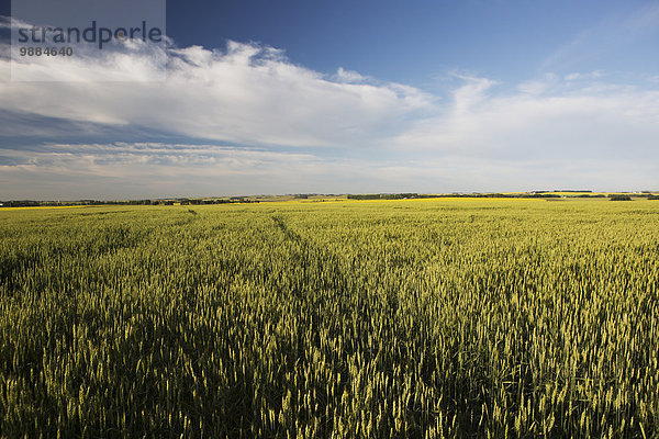 Wolke Himmel grün blau Ansicht Flachwinkelansicht Weizenfeld Alberta Winkel Kanada unreif breit