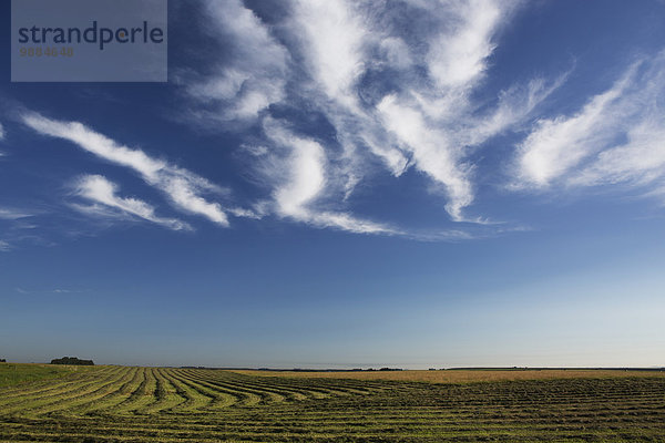 Wolke schneiden Himmel weiß Feld blau Alberta Kanada Canola