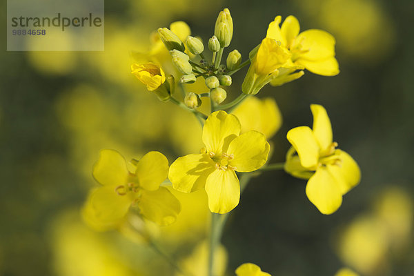 Close-up blühen Alberta Kanada Canola