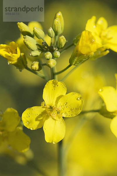 Close-up blühen Alberta Kanada Canola