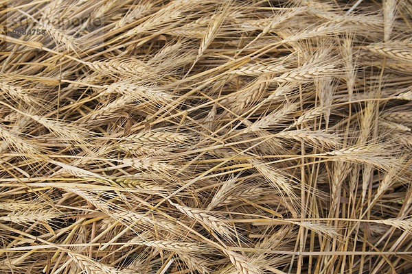 liegend liegen liegt liegendes liegender liegende daliegen schneiden Close-up Weizen Alberta Kanada