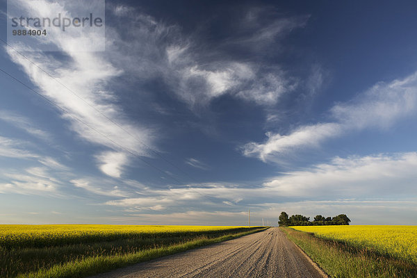 Wolke Blume Himmel Fernverkehrsstraße dramatisch Feld blau Kies Trennung Alberta Kanada Canola