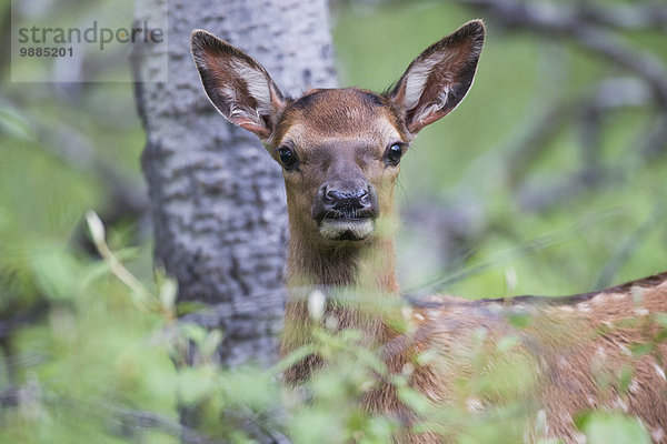 Elch Alces alces jung Jasper Nationalpark Alberta Kanada