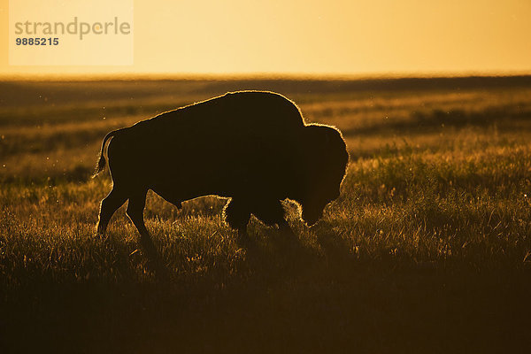 Sonnenuntergang Silhouette Saskatchewan Bison Kanada