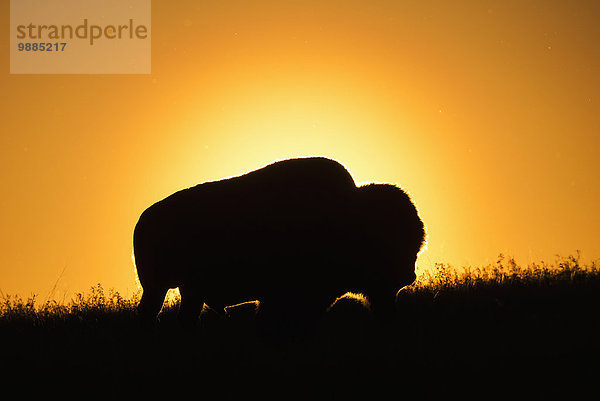 Sonnenuntergang Silhouette Saskatchewan Bison Kanada