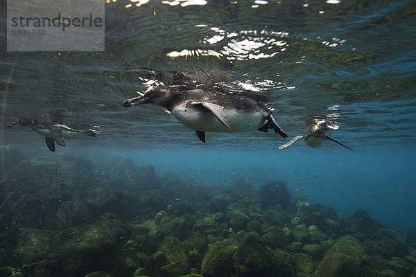 Galapagospinguine (Spheniscus mendiculus) schwimmend  Galapagosinseln  Ecuador