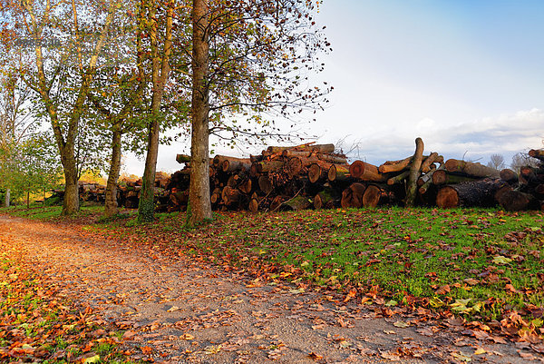 Stapel von Baumstämmen entlang des Feldweges im Herbst