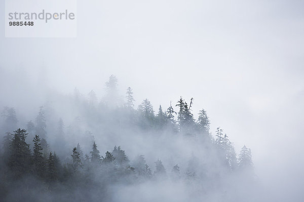 nahe Baum Küste Nebel vorwärts Wolkengebilde britisch British Columbia Kanada Prinz