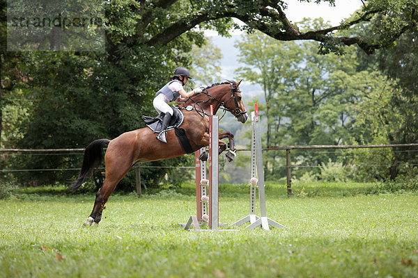 Pferd und Reiter im Springsport