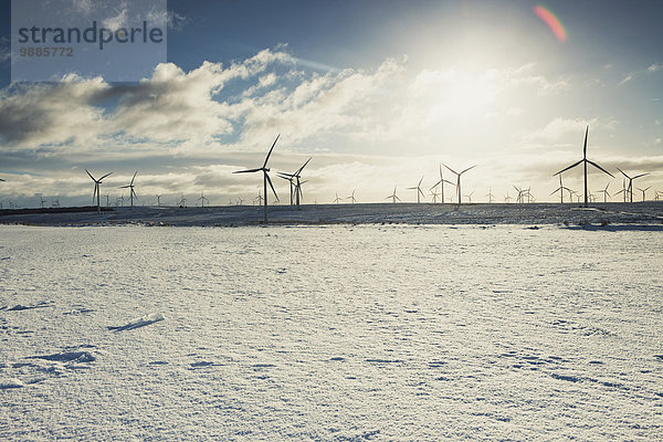 Windkraftanlagen auf sandigem Gelände  Ayrshire  Schottland