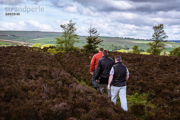 Rückansicht von männlichen Freunden beim Wandern auf Heidemoor  Pateley Bridge  Nidderdale  Yorkshire Dales