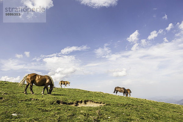Pferde auf der Weide  Saint-Michel  Pyrenäen  Frankreich (nahe der spanisch-französischen Grenze)