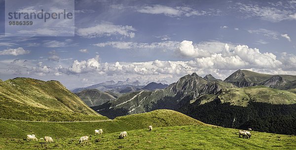 Schafweide  Saint-Michel  Pyrenäen  Frankreich (nahe der spanisch-französischen Grenze)