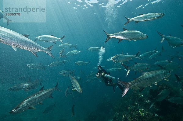 Riesige Schulen von Tarpon (Megalops atlanticus) umgeben einen Taucher im Xcalak Marine Park  Quintana Roo  Mexiko.