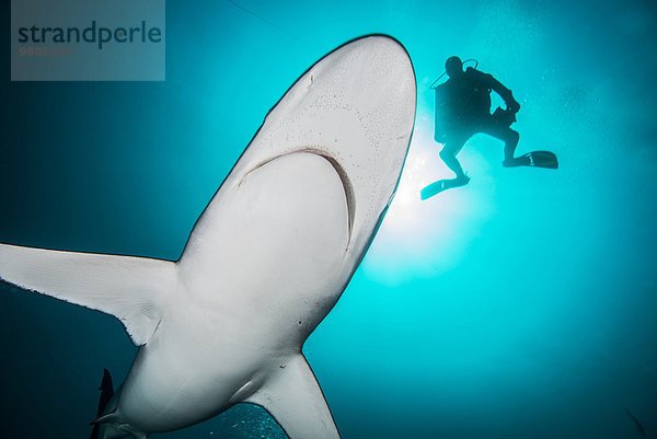 Seidenhaie (Carcharhinus falciformis) und Taucher bei Socorro Island  Revillagigedo  Mexiko