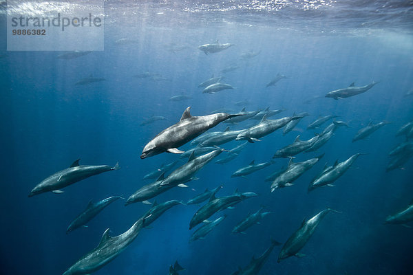 Massive Ansammlung von Tümmlern (tursiops sp) jagen Köderfische  Darwin Island  Galapagos  Ecuador